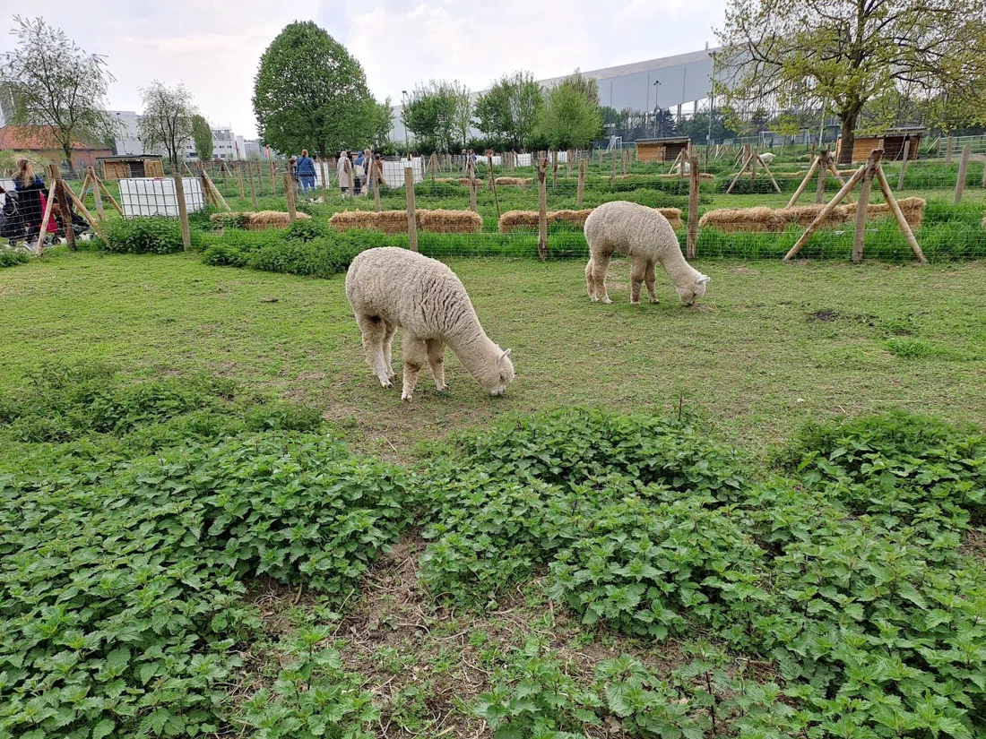Kinderboerderij Wilrijk, Amberes