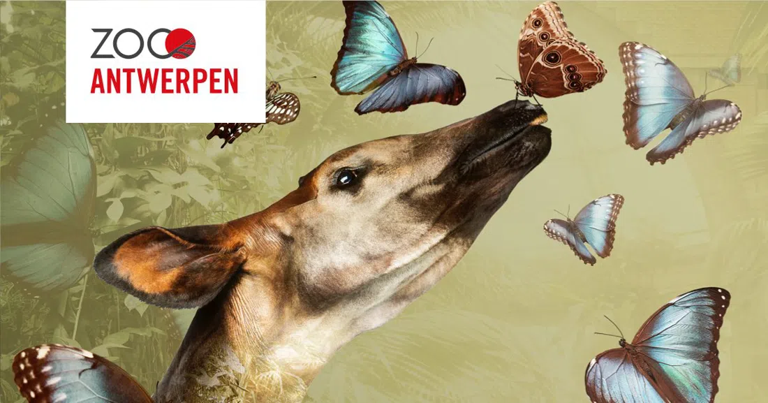 ZOO Antwerpen, Antwerp